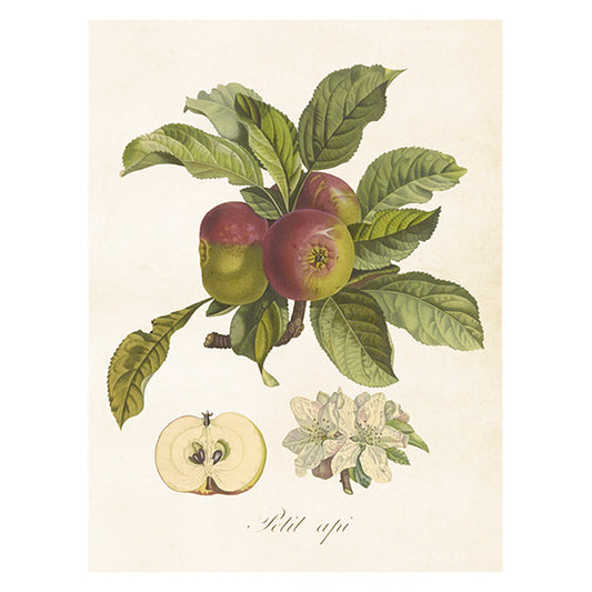 Poster, Äpple S (18 x 24 cm)