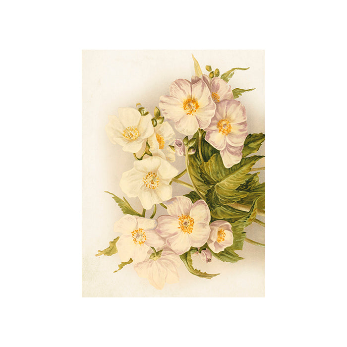 Kort, Små dubbla Blommor