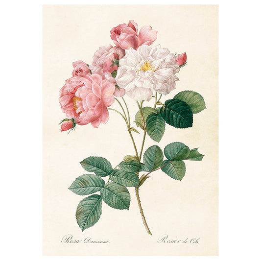 Poster, Damascenerros M (35x50 cm)