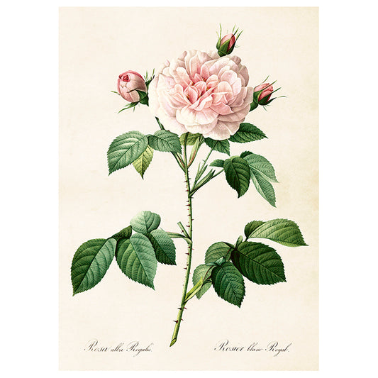 Poster Jungfru ros L (50 x 70 cm)