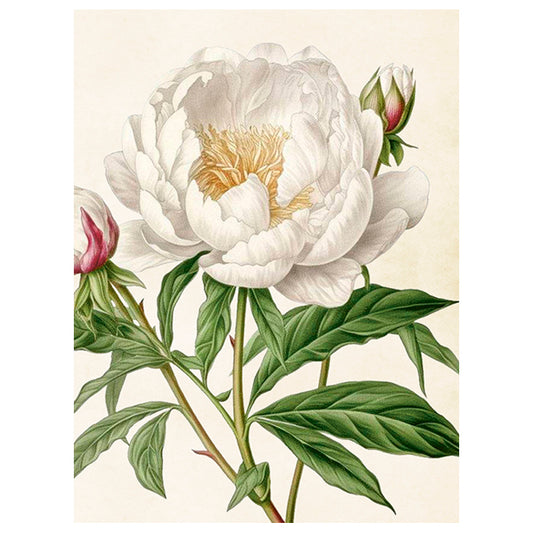 Poster,  Pion S (18 x 24 cm)