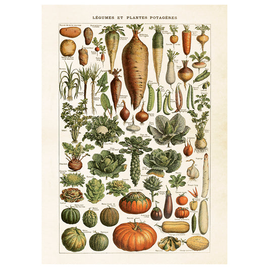 Poster Grönsaker L (50 x 70 cm)