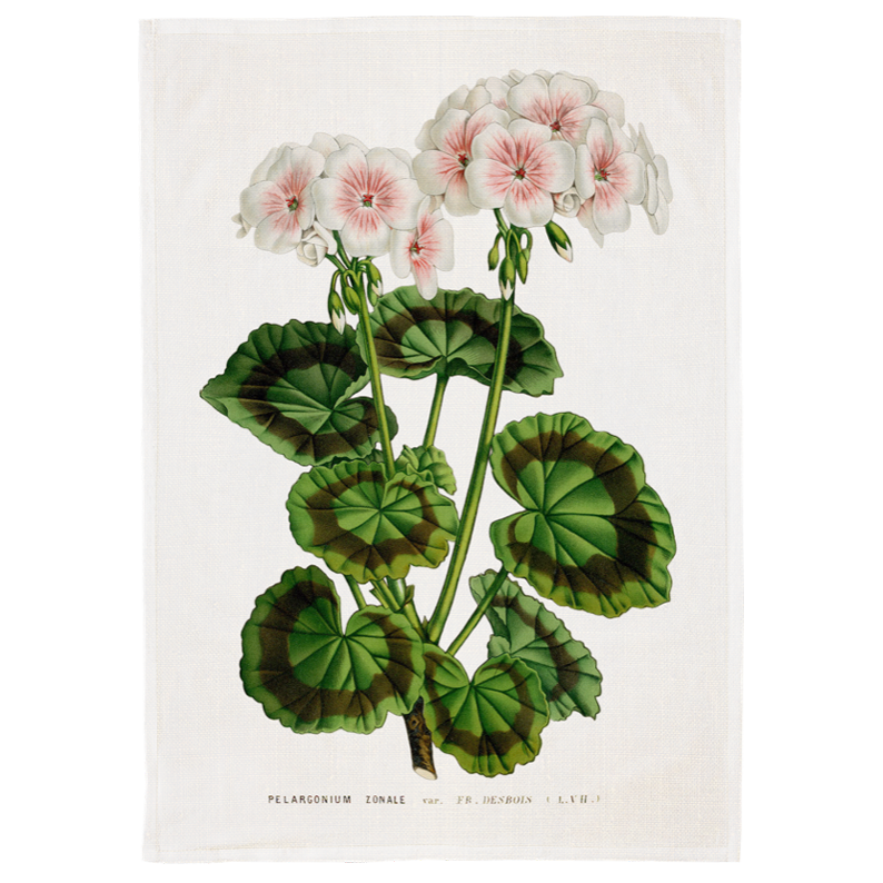 Kökshandduk, (50x70) Pelargon