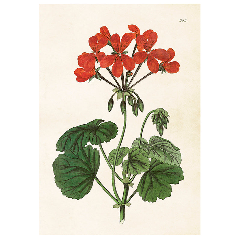 Poster, Pelargon M (35 x 50 cm)