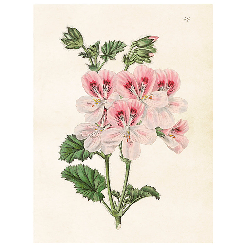 Poster, Pelargon S (18 x 24 cm)