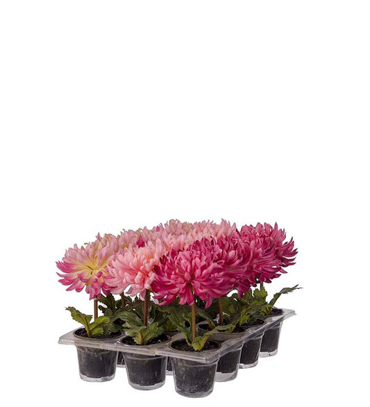 Konstgjord blomma/växt, Chrysanthemum Rosa 5 cm