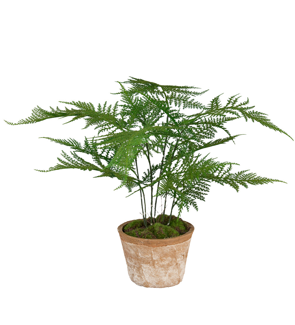 Konstgjord blomma/växt, Plumosus 35 cm