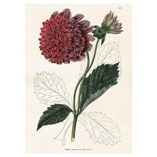 Poster Dahlia XL (70 x 100)