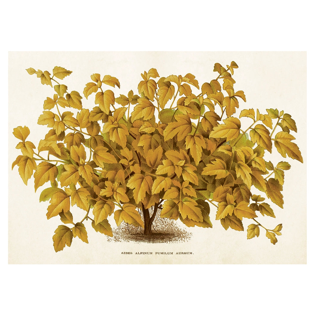 Poster, Måbär L (70 x 50 cm)