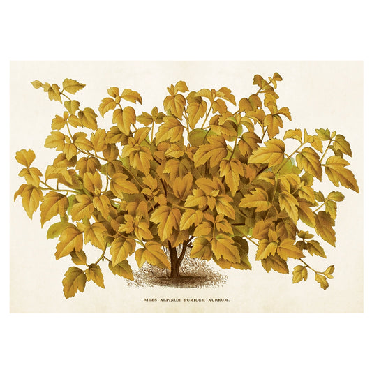 Poster, Måbär L (70 x 50 cm)