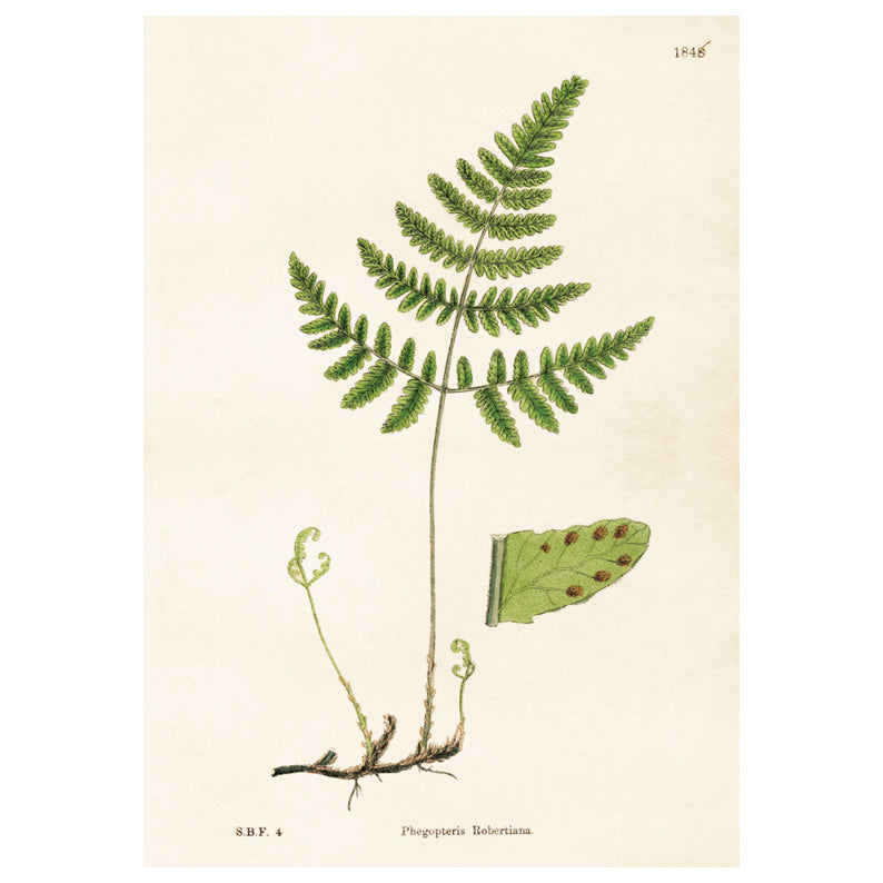 Poster, Ormbunke M (35 x 50 cm)