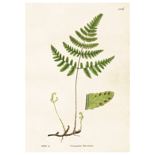 Poster, Ormbunke M (35 x 50 cm)