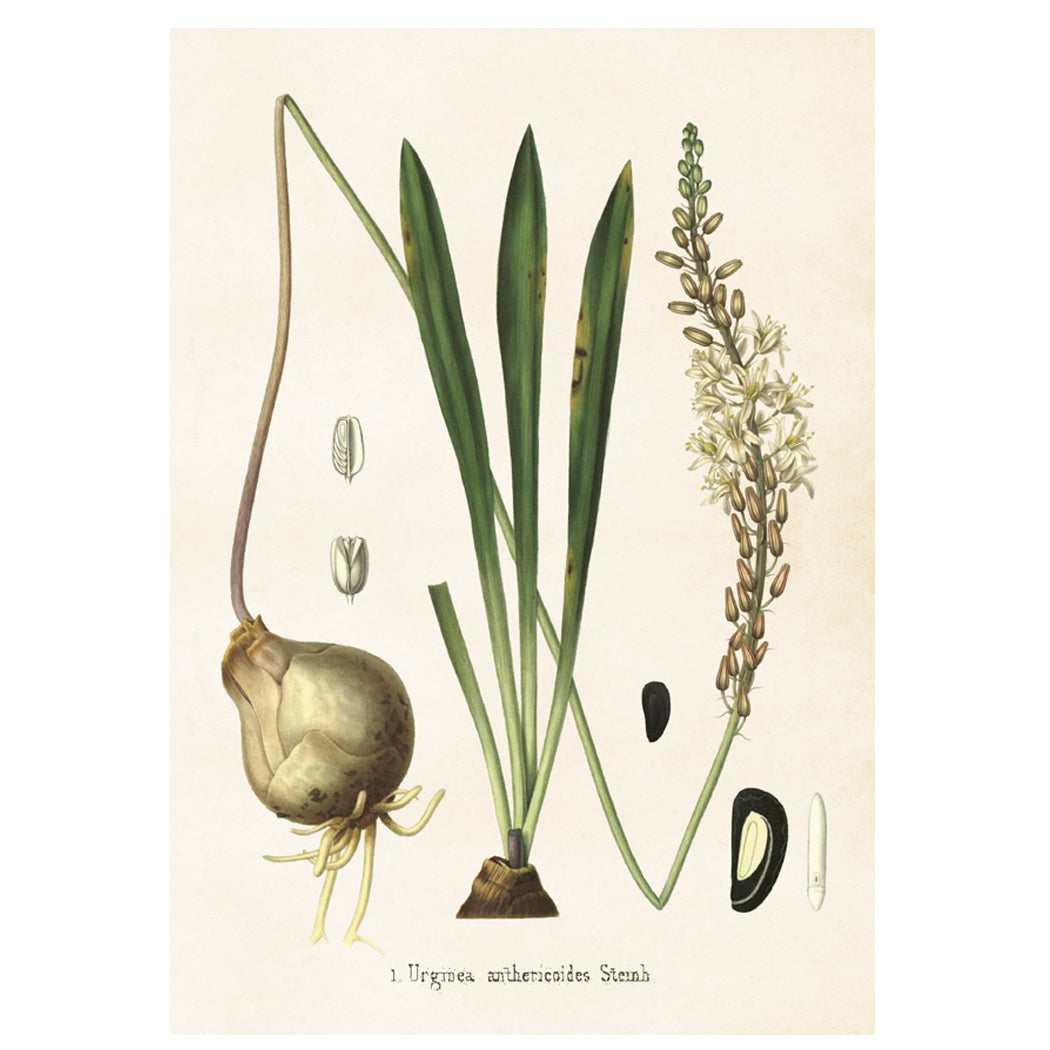 Poster, Urginea M (35 x 50 cm)