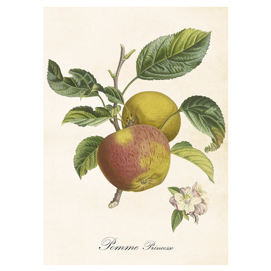 Poster, Äpple L (50x70 cm)