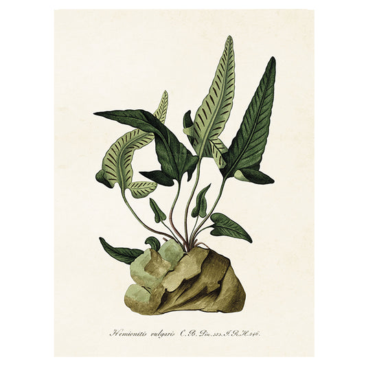 Poster, Ormbunke S (18 x 24 cm)