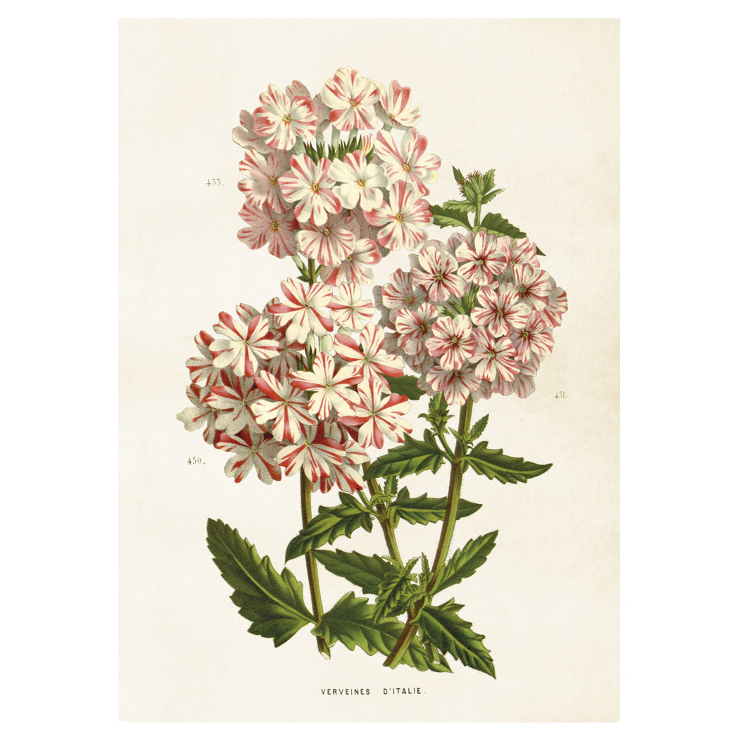 Poster Pelargon M (35 x 50)