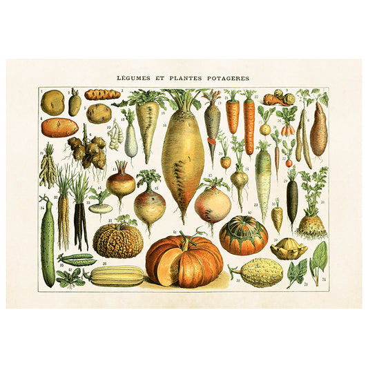 Poster, Grönsaker M (50 x 35 cm)