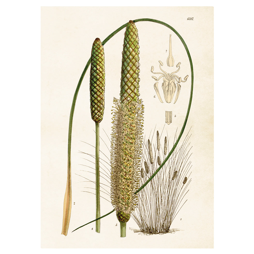 Poster Stäpplilja L (50 x 70 cm)