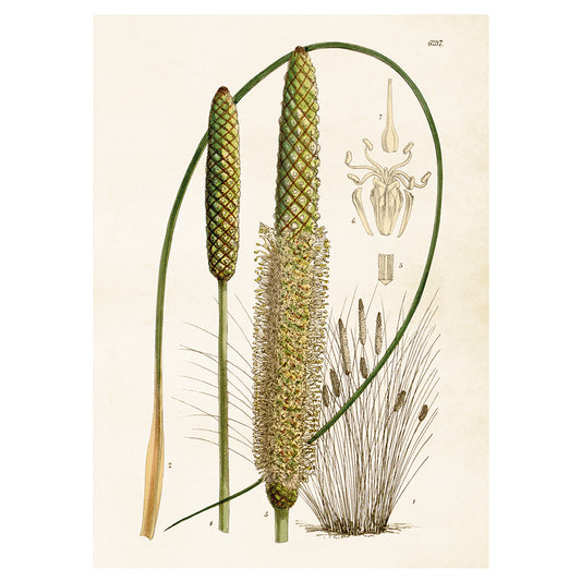 Poster Stäpplilja L (50 x 70 cm)