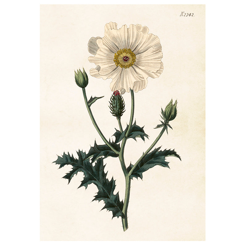 Poster, Vit taggvallmo M (35 x 50 cm)