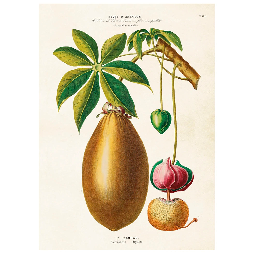 Vintage poster med exotisk frukt o blomma