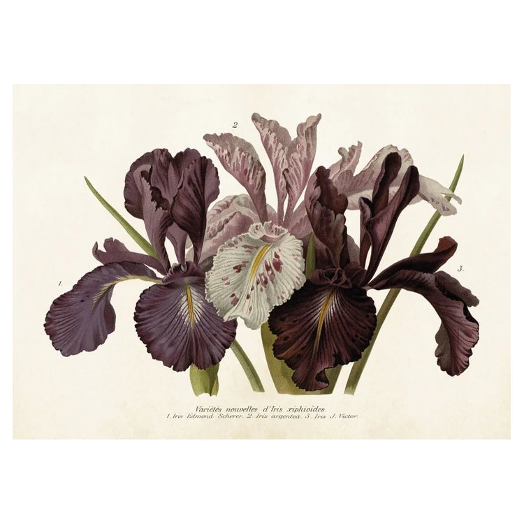 Vintage poster med Iris