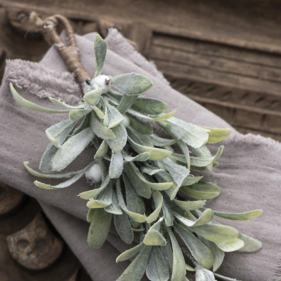 Mindre mistelkvist med frostade blad och vita bär.