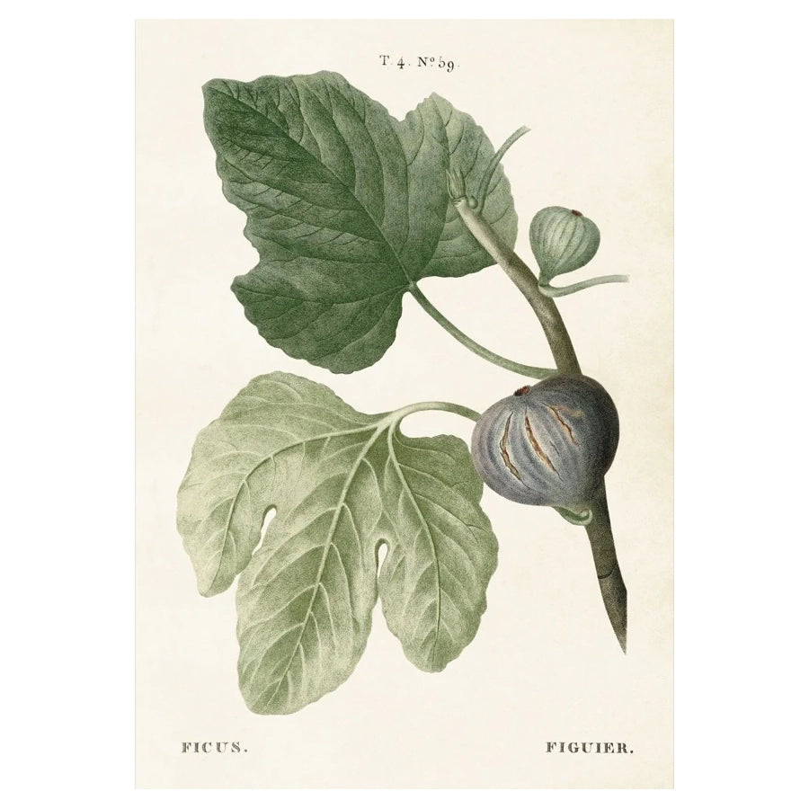 Vintage poster med fikon och kvist