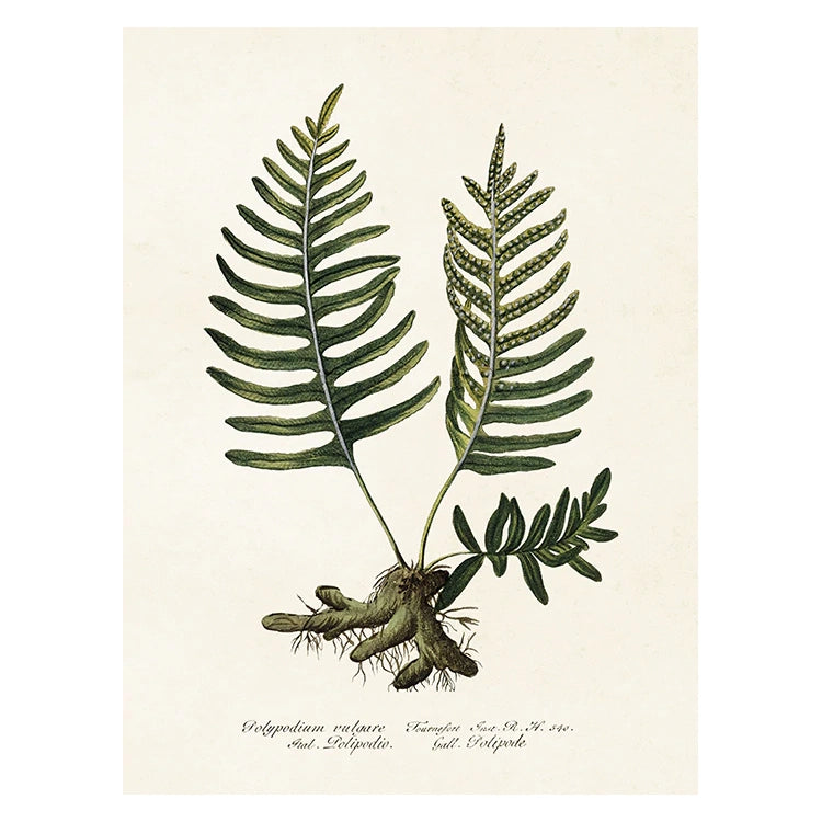 Vintage poster med Ormbunke