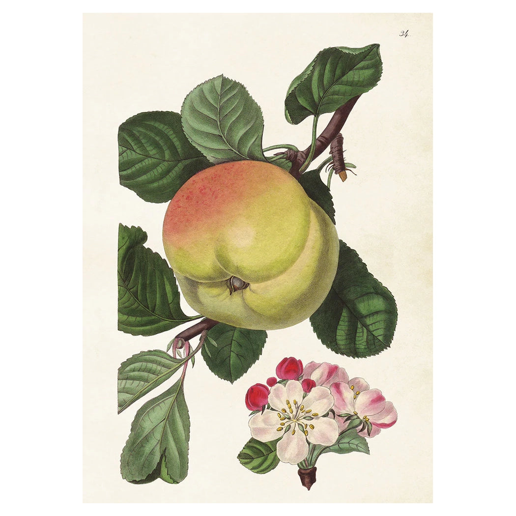 Vintage poster med äpple på en grön kvist.