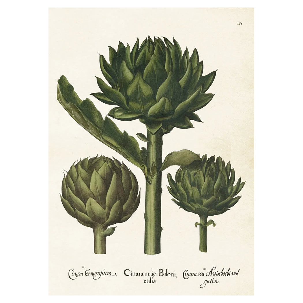 Vintage poster med kronärtskockor.