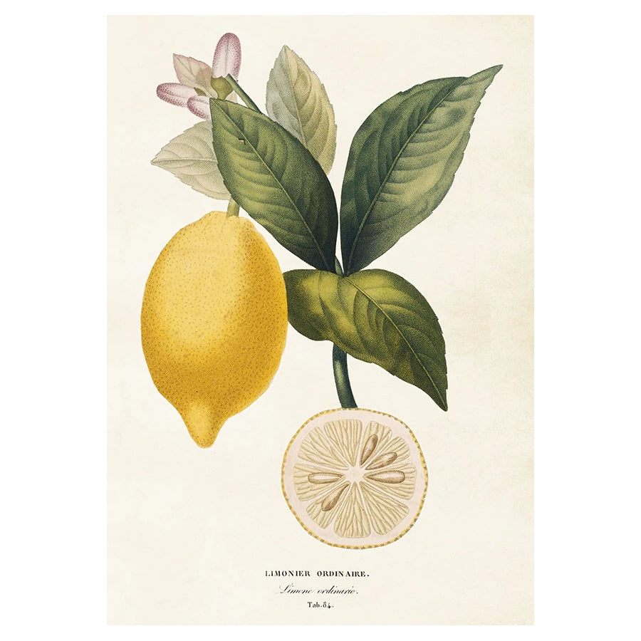 Vintage poster med Citron.