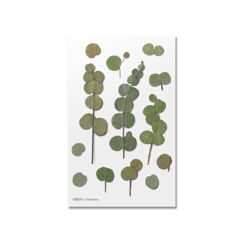 Eukalyptus Klistermärke i form av pressade blommor o blad