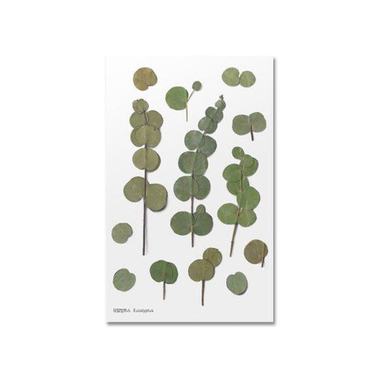 Eukalyptus Klistermärke i form av pressade blommor o blad