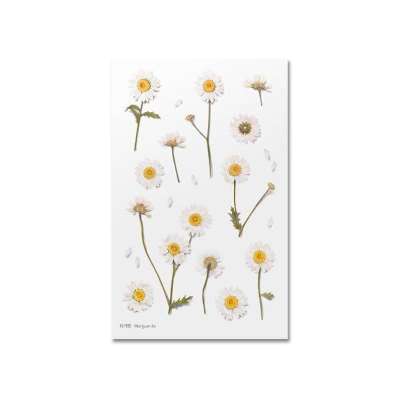 Klistermärke, pressade blommor i form av Margerit