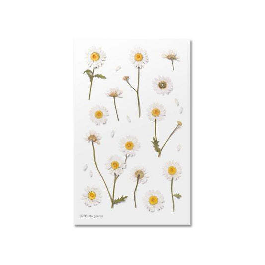 Klistermärke, pressade blommor i form av Margerit