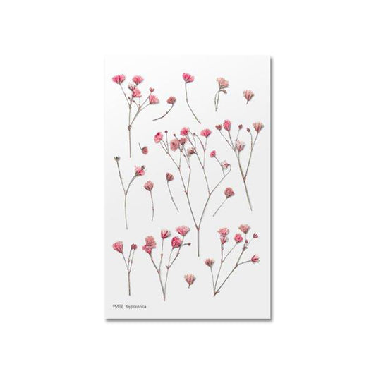 Klistermärke, pressade blommor i form av rosa Brudslöja