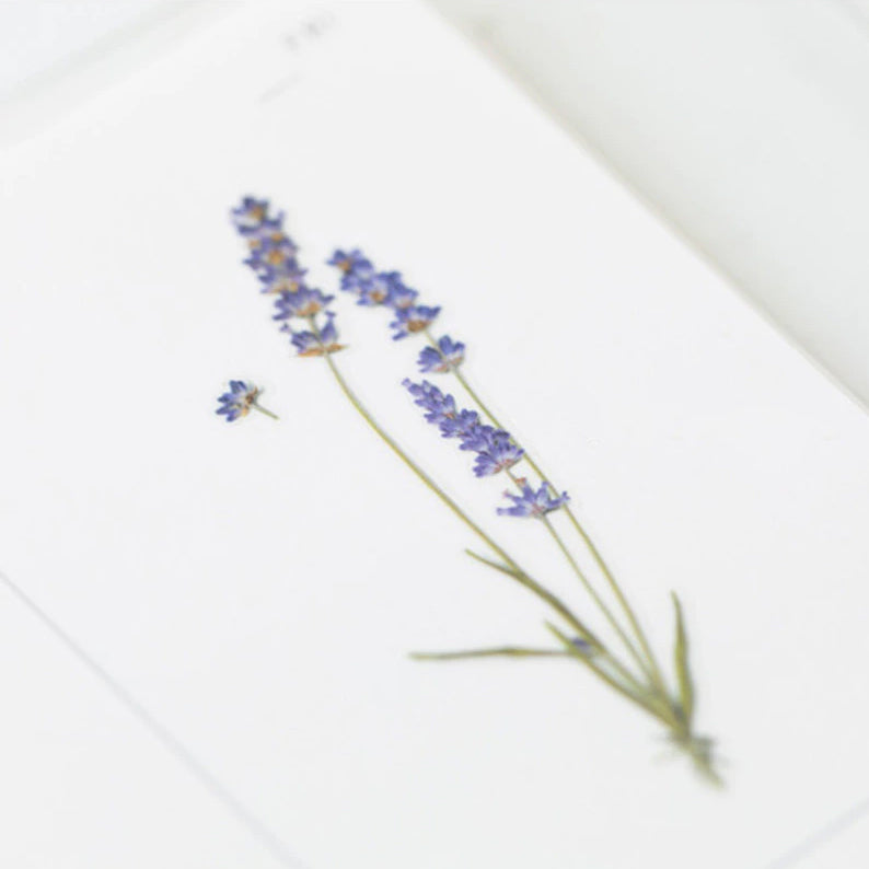 Pressade växter, Lavendel