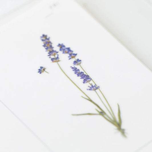 Pressade växter, Lavendel
