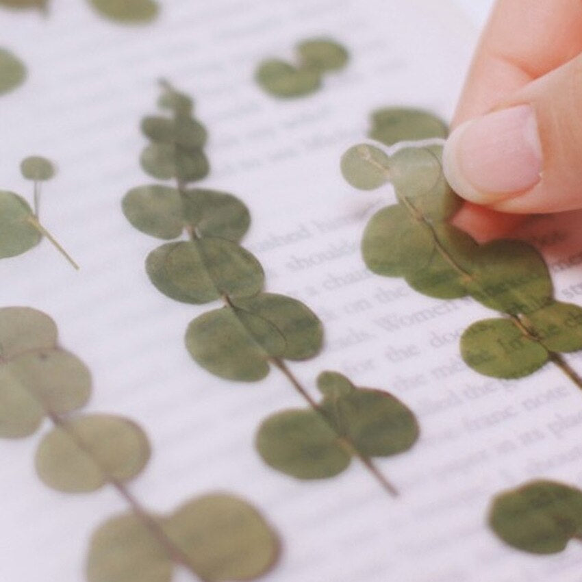 Eukalyptus Klistermärke i form av pressade blommor o blad