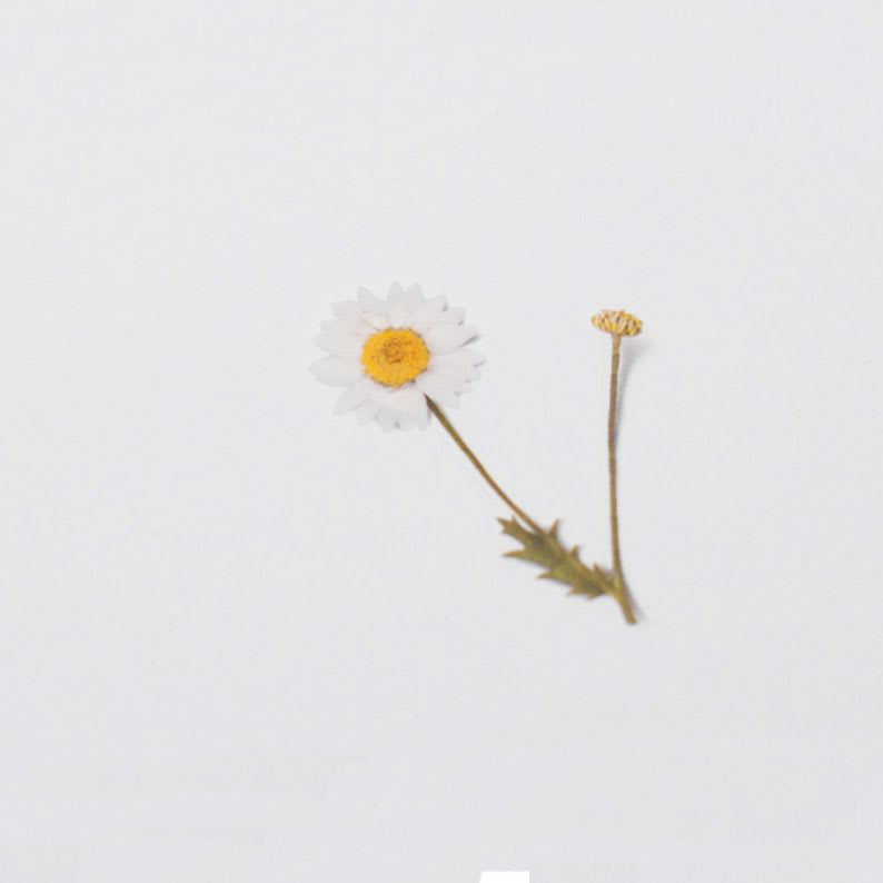 Klistermärke, pressade blommor i form av Margerit