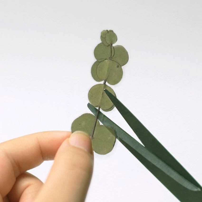 Eukalyptus Klistermärke som klipps itu med en sax