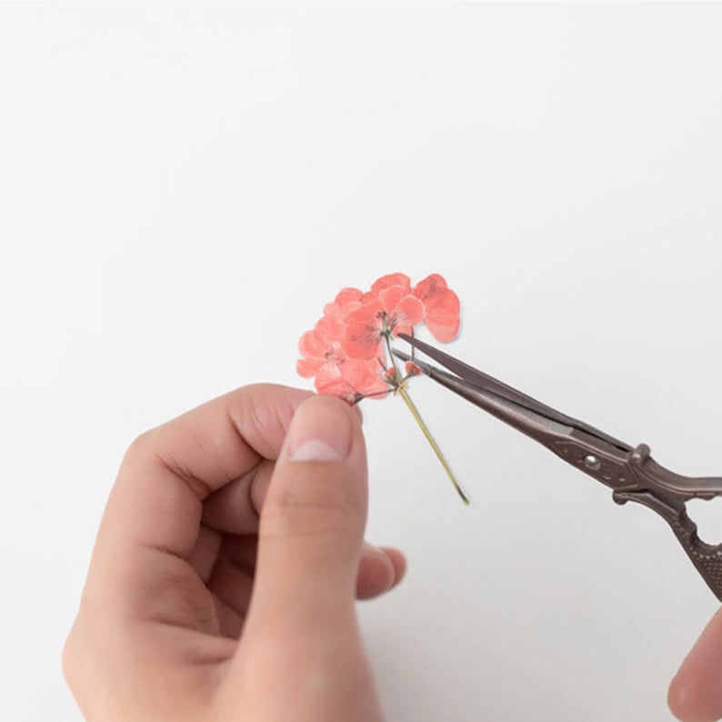 Klistermärke, pressade blommor i form av Pelargon som klipps itu