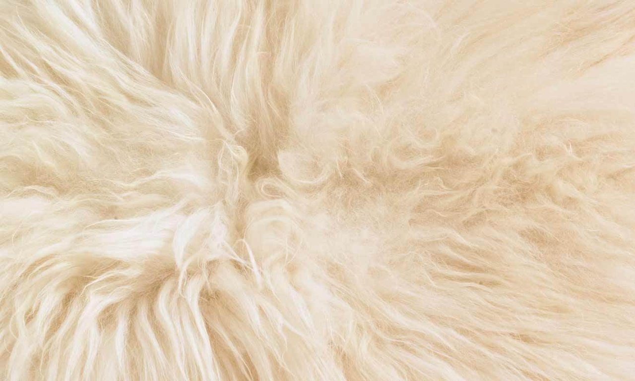 Närbild av vitt fårskinn