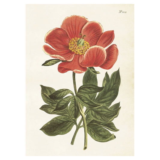 Vintage poster med Pion.