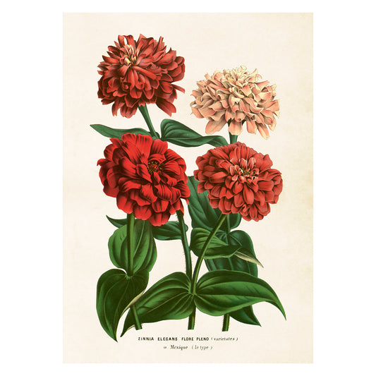 Poster, Zinnia L (50x70 cm)