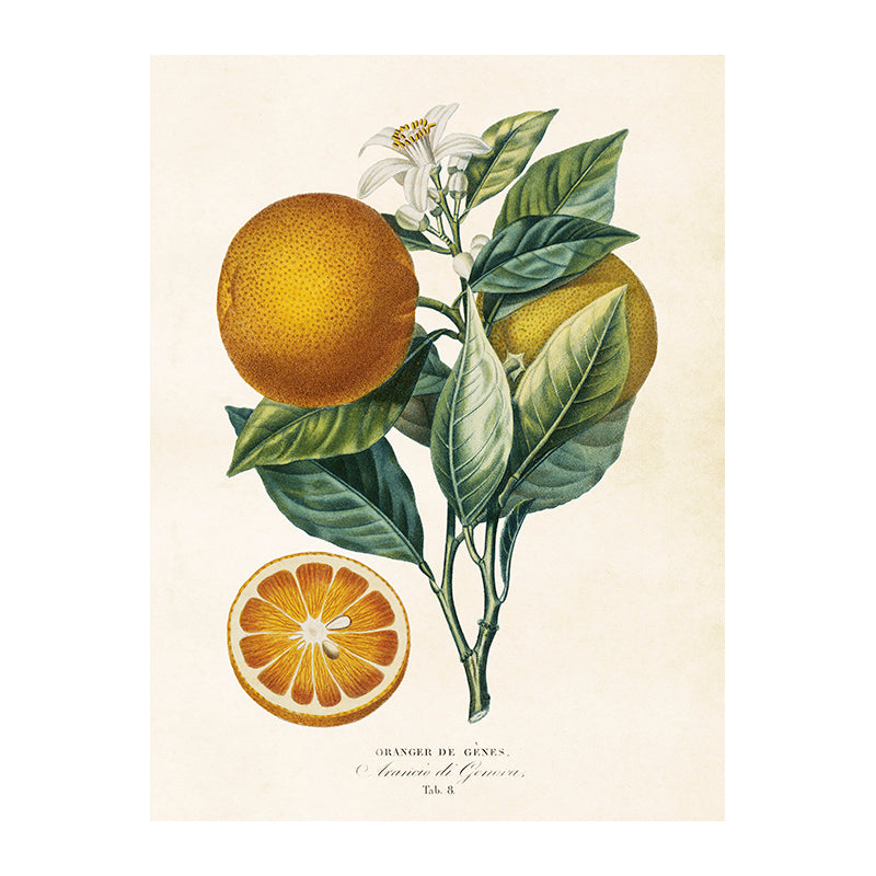 Poster, Apelsin S (18 x 24 cm)