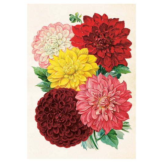 Poster, Dahlia M (35x50 cm)