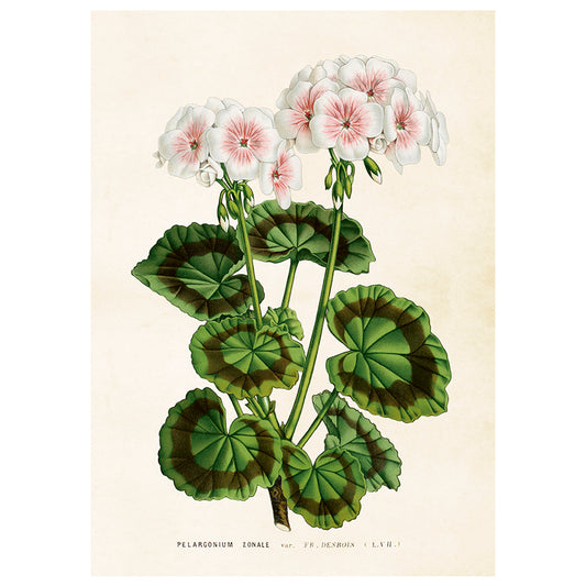 Poster Pelargon L (50 x 70 cm)