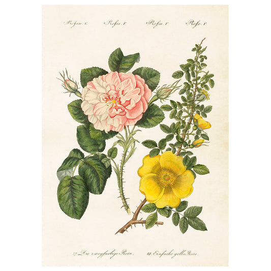 Poster Rosor L (50 x 70 cm)